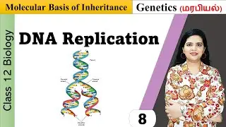 DNA Replication | Enzymes and mechanism of replication