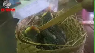 Anakan Burung Jalak Kebo