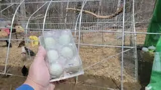 🥚first eggs🥚spring cleaning begins 🥚homestead 🥚farm🥚chickens 🥚flock🥚