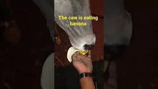 the caw is eating banana