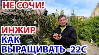 Figs - how to grow in the Rostov region, Krasnodar and Stavropol territories and the Astrakhan re...