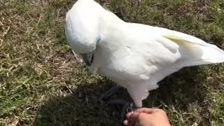 野生藍眼巴丹（誤