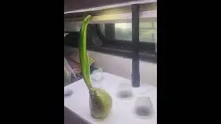 Miniature Indoor DIY hydroponic growing systems - They Don't Work