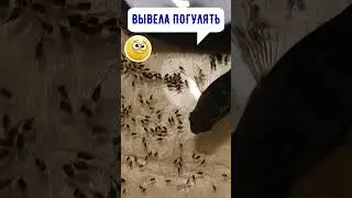 ВЫВЕЛА ПОГУЛЯТЬ  