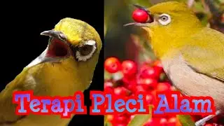 Pemancing Pleci Buka Paruh, Terapi Pleci Terbaik