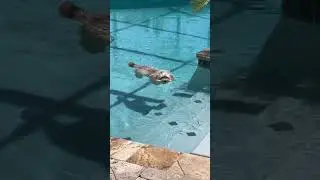Lo trova immobile in piscina: corre da lui per salvarlo, ma non è come sembra