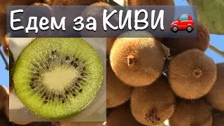 Kiwi the fruit, what can there is? how growing, benefit.  Actinidia