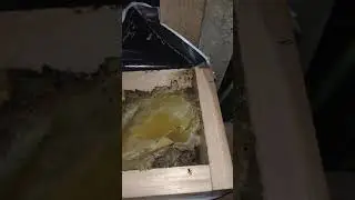 alimentação de abelha canudo (scaptotrigona depilis ) sem usar o alimentador tradicional com palito!