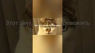 Этот звук может Встревожить твою кошку!!!🔊🙀