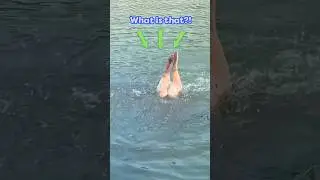 What Is This Diving Dog Looking For? | Dodo Kids
