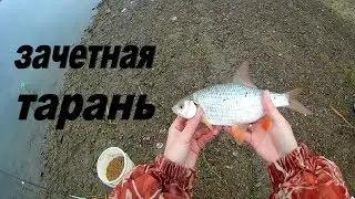Поездка за лещем. Рыбалка с ночевкой. Маныч
