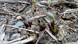 2023年5月5日観察記録 本日の庭ウド(山ウド放置)札幌＋庭アイヌネギ(本物)(Alpine leek)