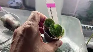 Orchid Hunters: TropicalExotique Haul from the Wisconsin Orchid Society Show