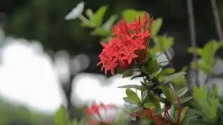 Meditation Music relax mind body short time
