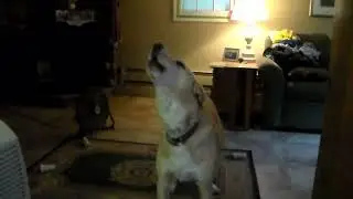 A Special Message To Zeus Dog From Odin Dog