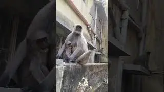 Hanuman 🐒