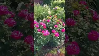 розы в июле