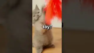 Can YOU RELATE to this PUPPY 😱 | Wholesome Animals