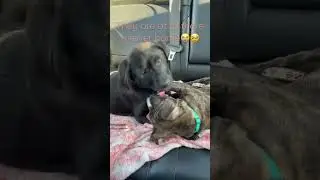 They are of to there furever home 🥹