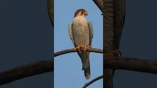 Fasted Bird on Earth Peregrine Falcon