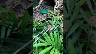 Adorable Skink Gets Snails Delivered To His Cork Hollow