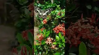 slow motion video. Sony Xperia 1 mark 3. butterfly 🦋🦋 #butterfly #blog #myfirstvlog #sonymobile