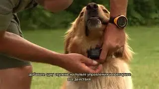 Начинаем использовать электронный ошейник. Краткое руководство.