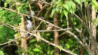 Relaxing Sleep Music : Deep Sleep, Birds Sounds, Relaxing Nature Sleep Aid