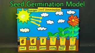 Seed germination model school project,seed germination science project,Seed germination model making