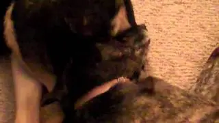 YOU BUTTSNIFFER!!!!!!