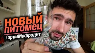 Новый питомец- ГэрриМафродит!