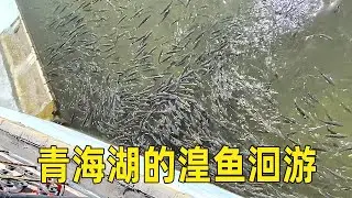 The migration of Huangyu in Qinghai Lake is a wonder of nature