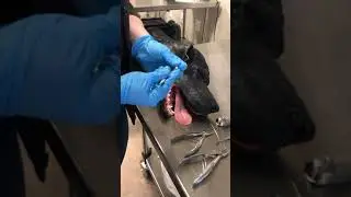 Anesthetized Canine Dental Exam