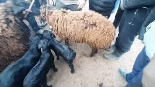 1 - qisim. Андижон Шахрихон эгиз куй-кузилари, хайвон бозори.