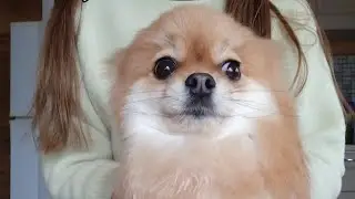 Мне пришёл тест кто ты из животных, и я собака! 🦮 @jeckeranime5025