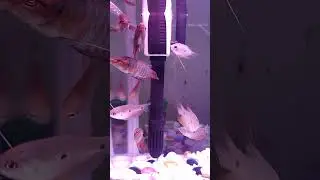Cá của tuổi thơ