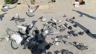 video 960 fрs.