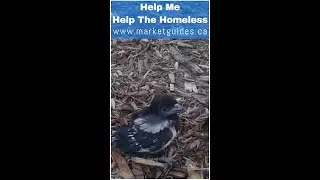Bird Baby Fell Out  The Tree On A REALLY HOT Day ~ Edmonton