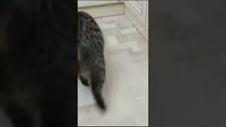 Эх #shotrs