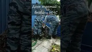 ГАДЮКА В САДУ В ВОЛГОГРАДЕ! УКУСИТ?