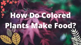 How do non-green plants make food?