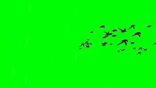 Birds flying | Birds flying green screen | Birds flying green screen effect | 22