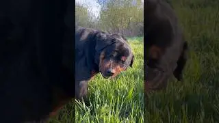К - коровы, нет, собаки! #ротвейлер #funny #funnyshorts #собака #dog #rottweiler