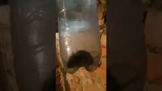 ✅ Супер мышеловка - кошки больше не нужны!!! 