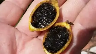 Blackberry Jam Tree care