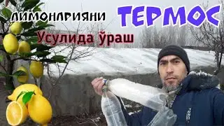 Лимонарияни термос усулида ўраш