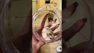 шар для хомяка, у вас есть хомяк?