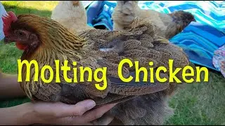 Molting Chicken