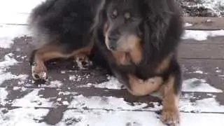 Тибетский мастиф Норман