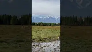 Тишина и спокойствие в горах Алтая 